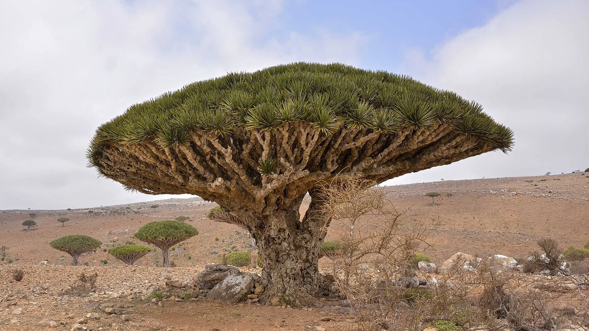شجرة دم الأخوين في جزيرة سقطرى